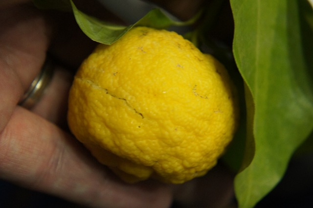 柑橘 柚子 花柚子 苗 通販 苗木部 By 花ひろばオンライン