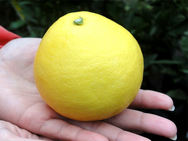 柑橘 オレンジ 日向夏 苗 販売 苗木部 By 花ひろばオンライン