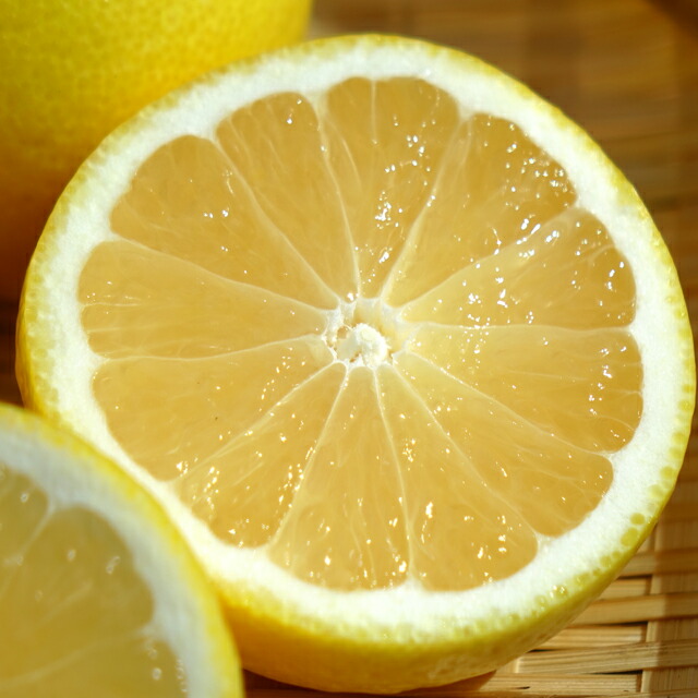 柑橘 オレンジ 種なし日向夏 苗 おすすめ 苗木部 By 花ひろばオンライン