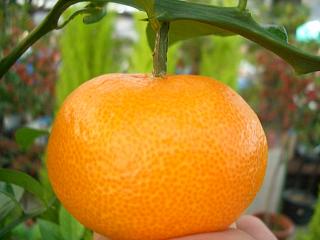 柑橘 上野早生 3