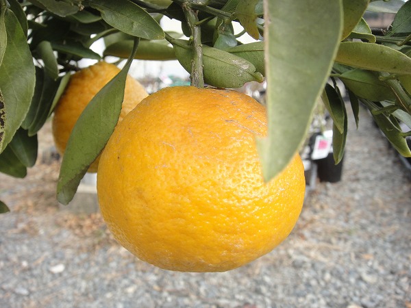 柑橘 いよかん 