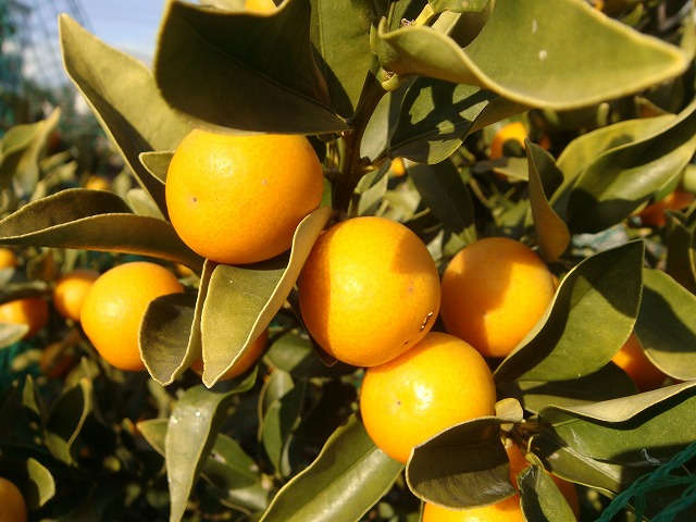 ニンポウキンカンの果実