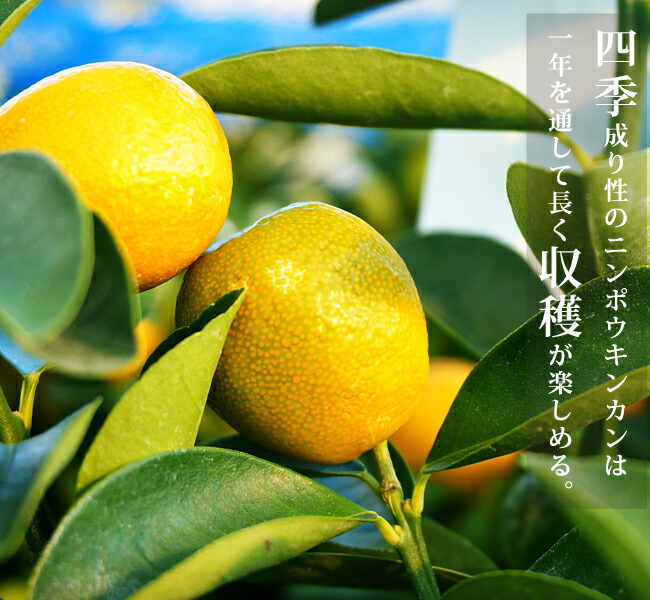 柑橘 寧波金柑 （にんぽうきんかん） 3