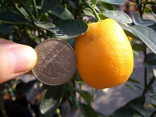 柑橘 キンカン 大実金柑 福寿 （きんかん ふくじゅ） 苗 通販 苗木部