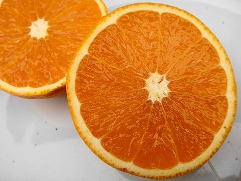 タンゴール　清美オレンジ　柑橘　2