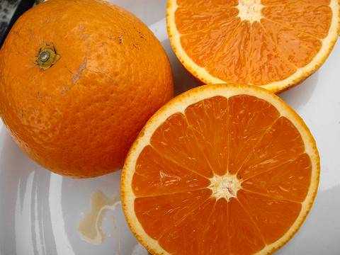 清見オレンジ タンゴール 苗 おすすめ 苗木部 By 花ひろばオンライン