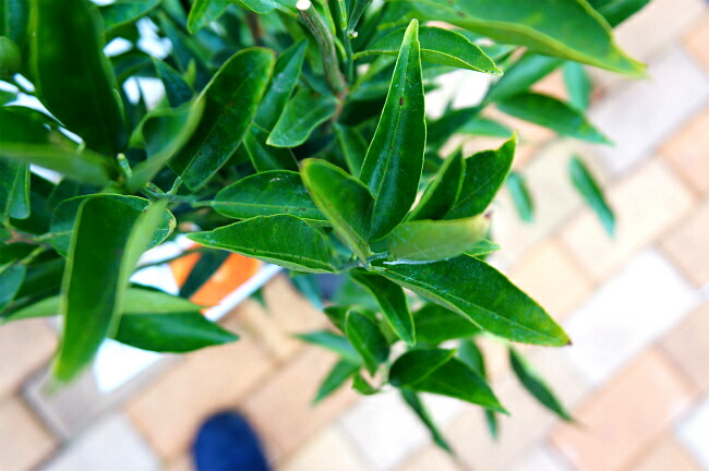 柑橘 クレメンティン 6