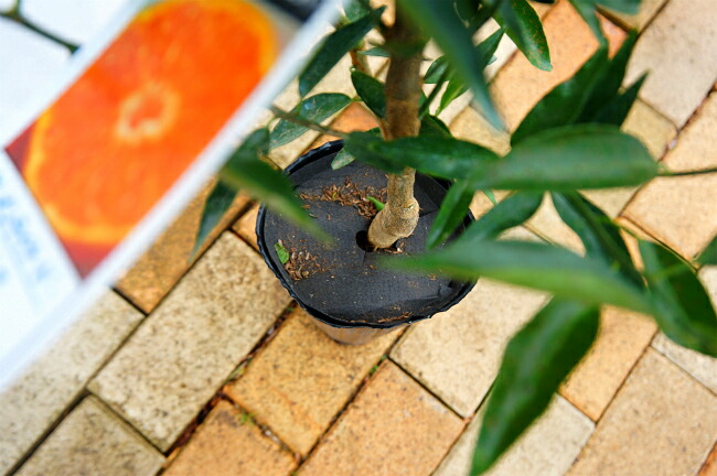 柑橘 クレメンティン 6