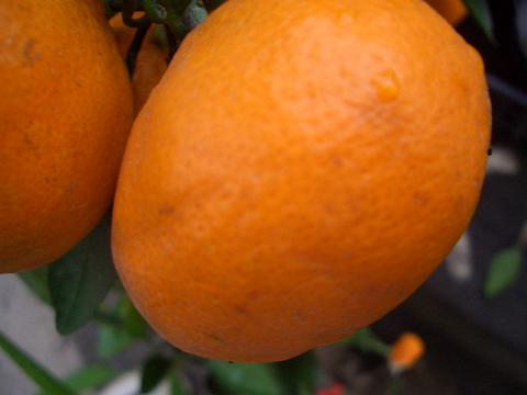 柑橘 興津早生 3