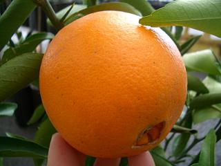 ネーブルオレンジ