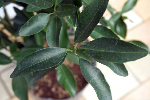 柑橘 太田ポンカン 3