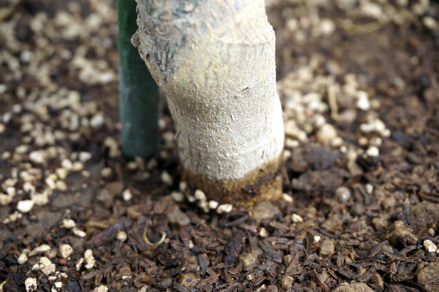 柑橘 太田ポンカン 4