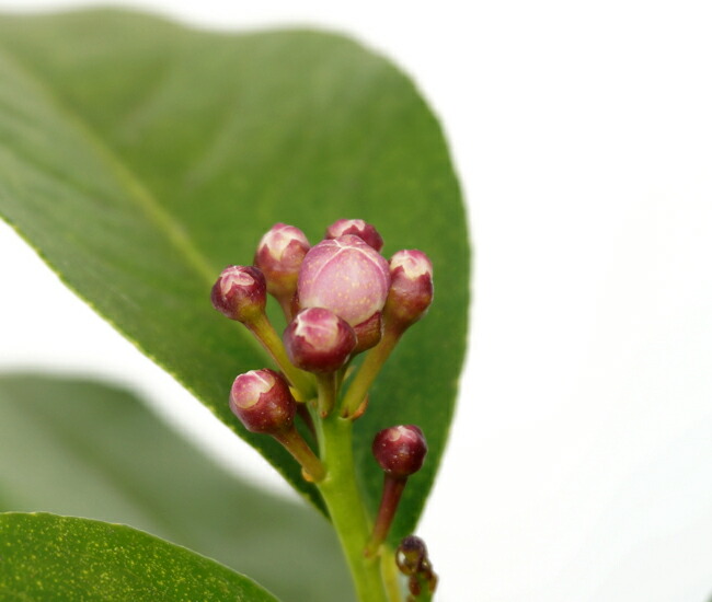 柑橘 マイヤーレモン 3