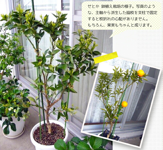 柑橘 せとか 3