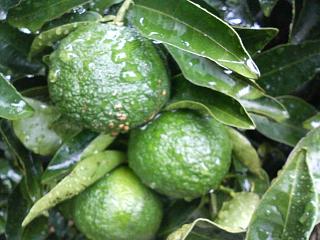 柑橘 シークワーサー 1