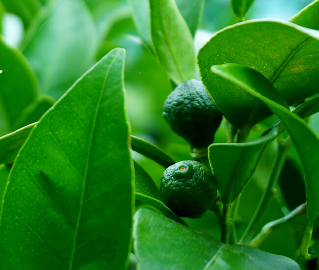 柑橘 亜熱帯性柑橘 シークワーサー 苗 通販 苗木部 By 花ひろばオンライン