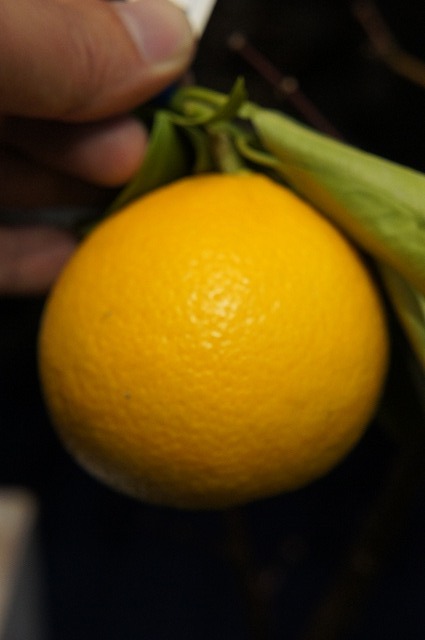 スイートスプリング 苗 おすすめ 苗木部 By 花ひろばオンライン