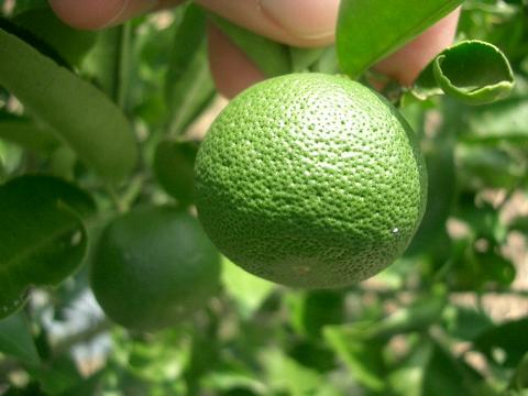 柑橘 長門ゆずきち 1