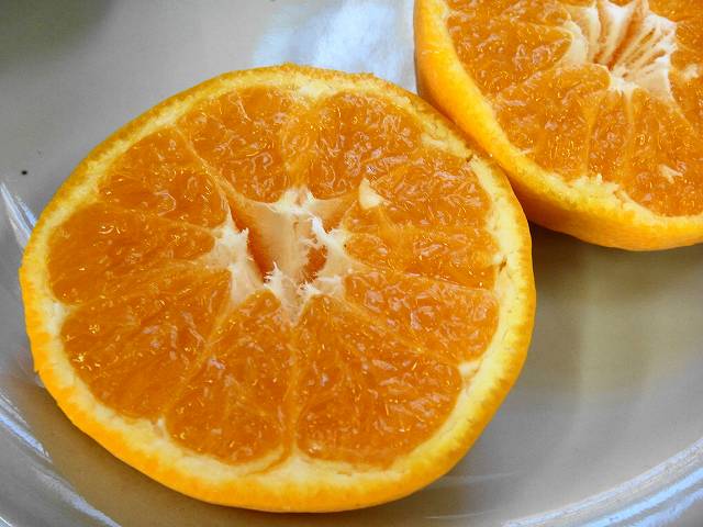 柑橘 上野早生 1