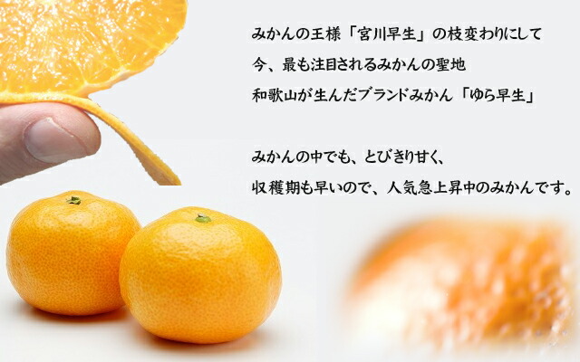 柑橘　ゆら早生みかん2