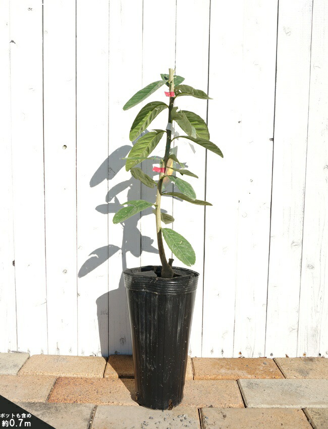 仏手柑 香酸柑橘類 苗 販売 苗木部 By 花ひろばオンライン