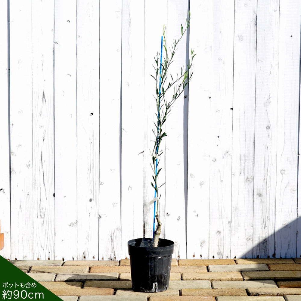 柑橘 ライム デザートライム 苗 通販 苗木部 By 花ひろばオンライン