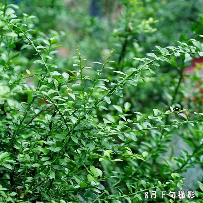 フィンガーライム ダーラムエメラルド 1