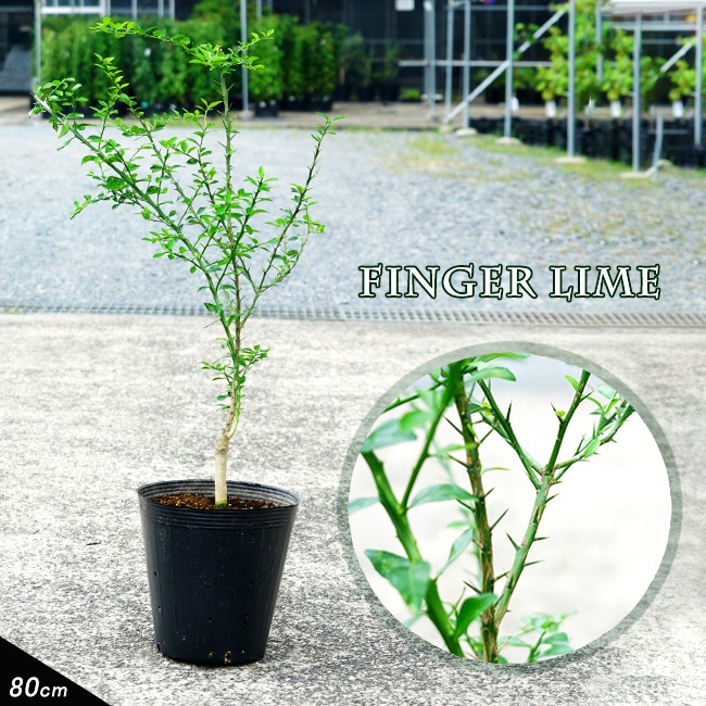 フィンガーライム 緑実 苗 おすすめ 苗木部 By 花ひろばオンライン