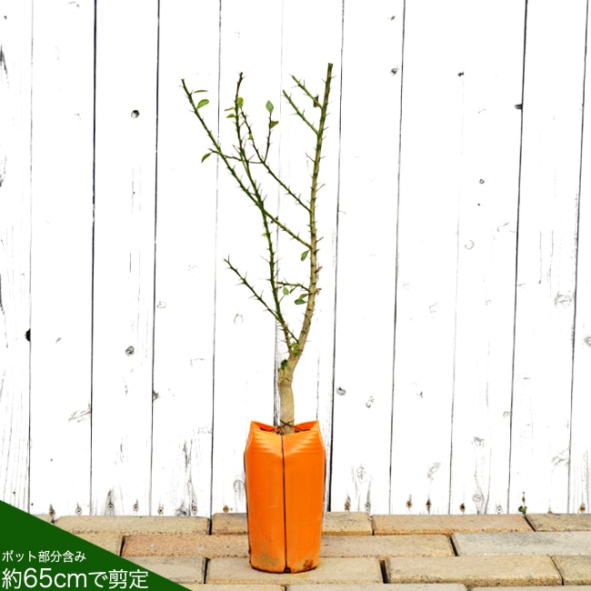 ライム フィンガーライム 茶実 苗 販売 苗木部 By 花ひろばオンライン