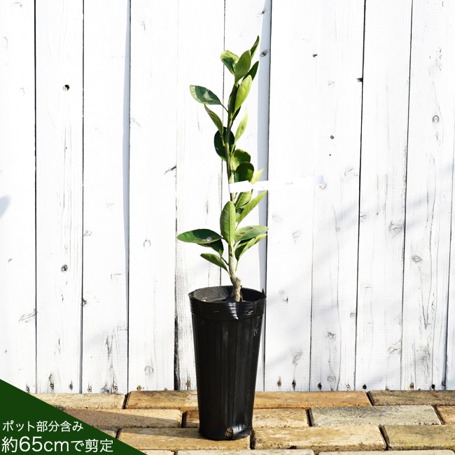 みはや 温州みかん 苗 販売 苗木部 By 花ひろばオンライン