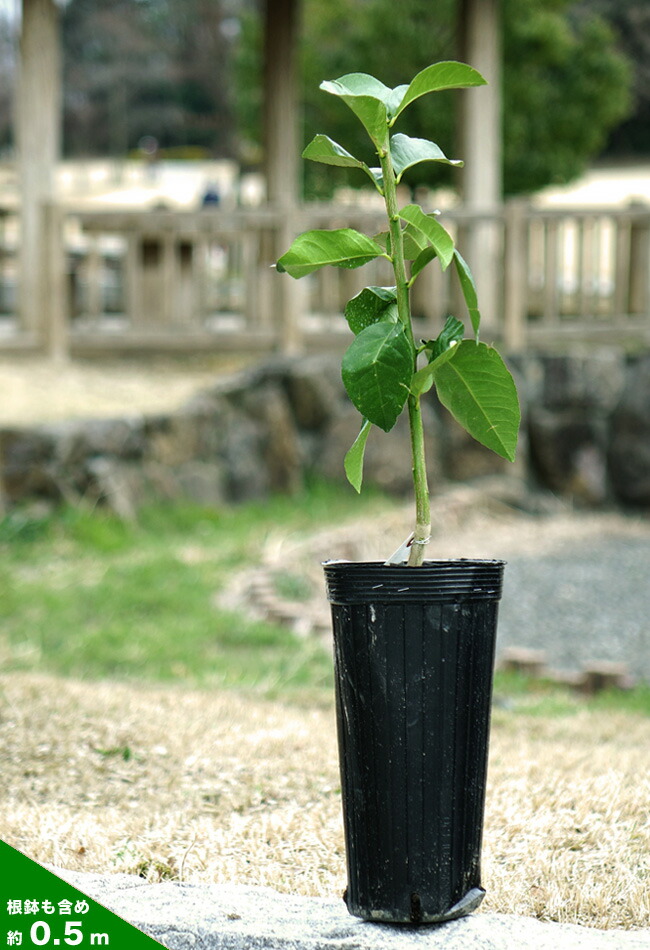 4年生　花芽つき　タヒチライム接木苗／苗　樹高130cm 6.5号鉢植え 柑橘 ライム タヒチライム 苗 植え方 苗木部 By 花ひろばオンライン