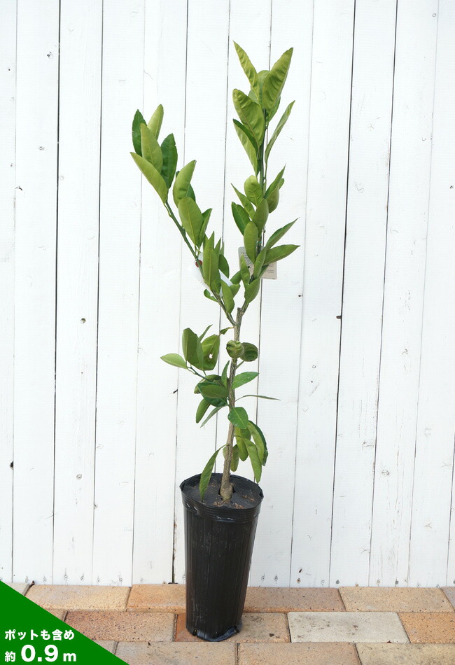 みはや 温州みかん 苗 通販 苗木部 By 花ひろばオンライン