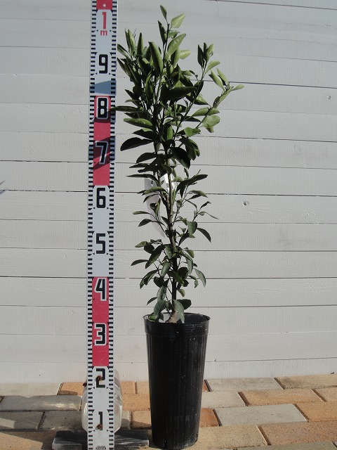 柑橘 ライム フレーバーグリーン 苗 育て方 苗木部 By 花ひろばオンライン