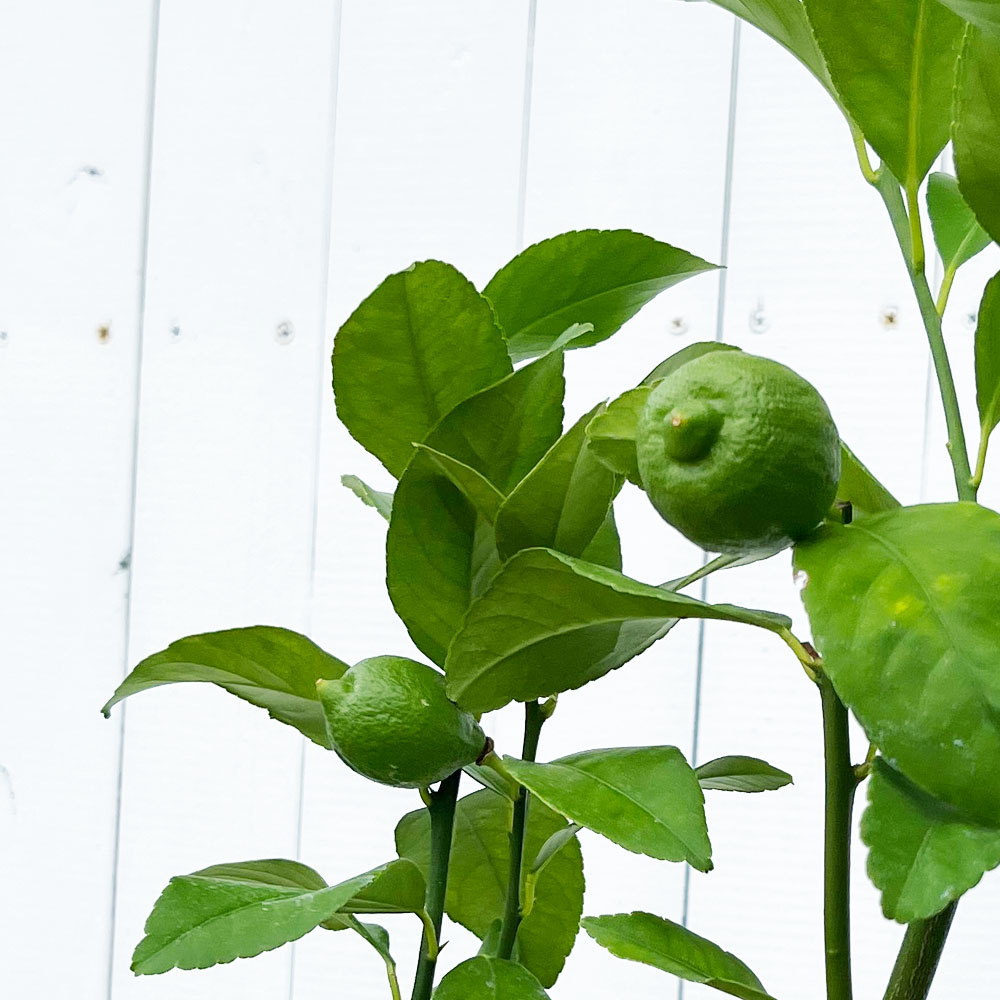 柑橘 瀬戸内レモン 5