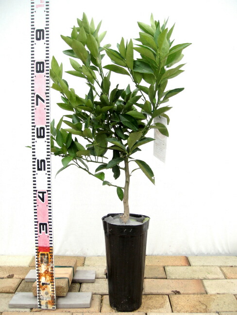 タロッコ ブラッドオレンジ 苗 植え方 苗木部 By 花ひろばオンライン