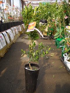 柑橘 デコポン 苗 販売 苗木部 By 花ひろばオンライン