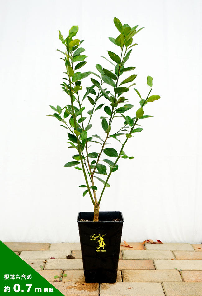 柑橘 レモン マイヤーレモン 苗 おすすめ 苗木部 By 花ひろばオンライン