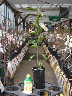 スイートスプリング 苗 おすすめ 苗木部 By 花ひろばオンライン