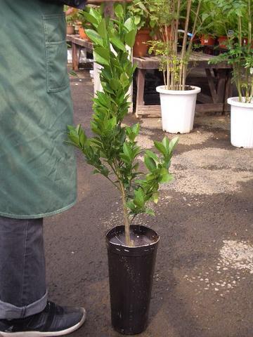 柑橘 タンゴール 麗紅 苗 通販 苗木部 By 花ひろばオンライン