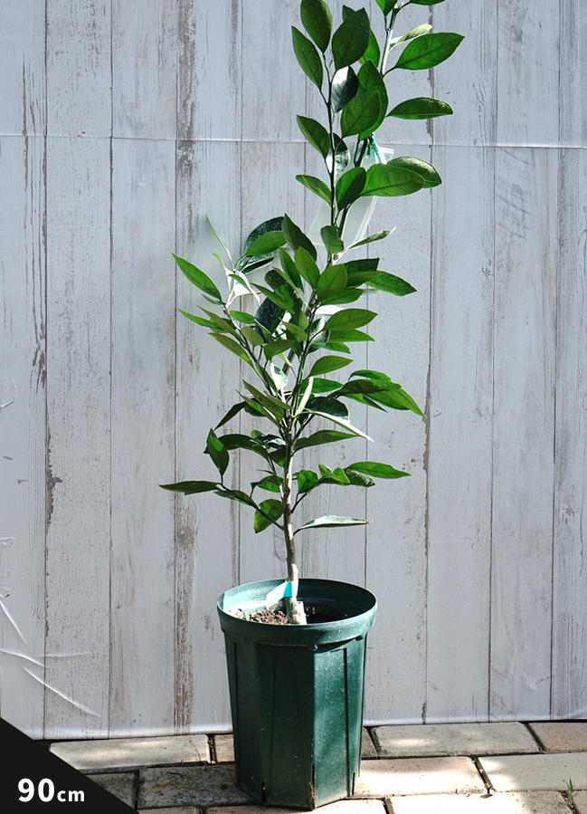 柑橘 レモン とげなしリスボンレモン 苗 植え方 苗木部 By 花ひろば