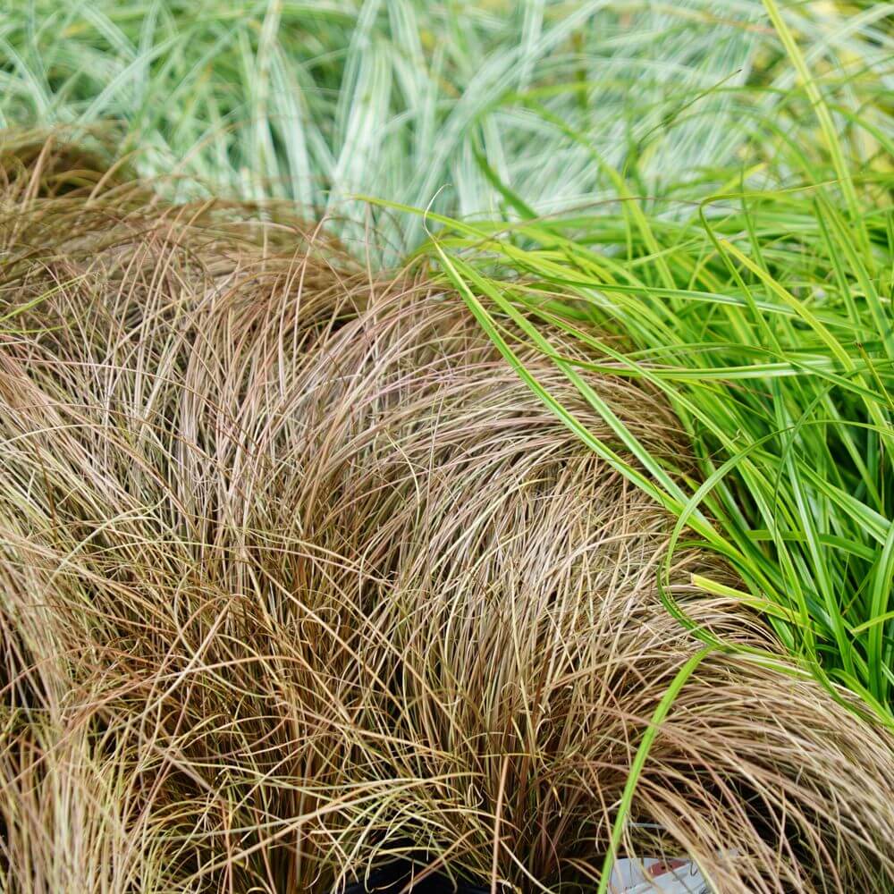 カレックス ブロンズフォーム 