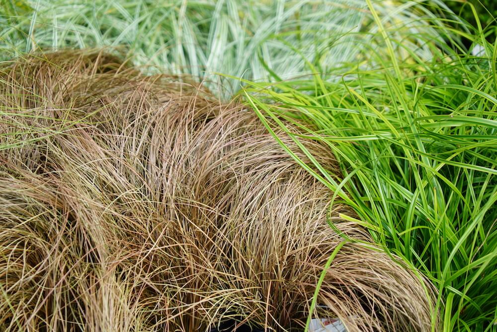 カレックス ブロンズフォーム 1