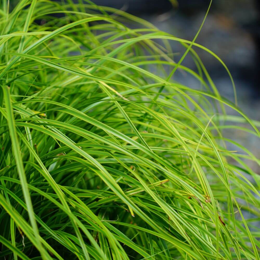 カレックス エバーライム 