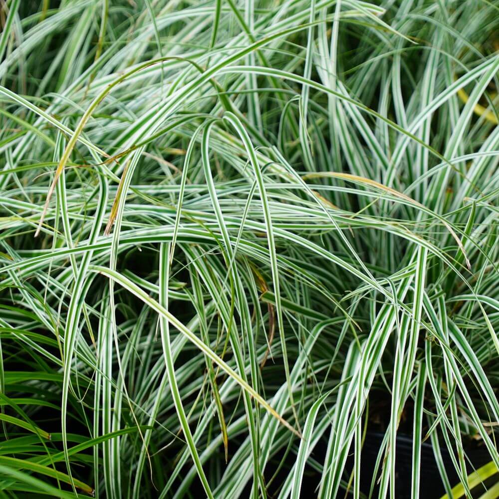 カレックス エベレスト 