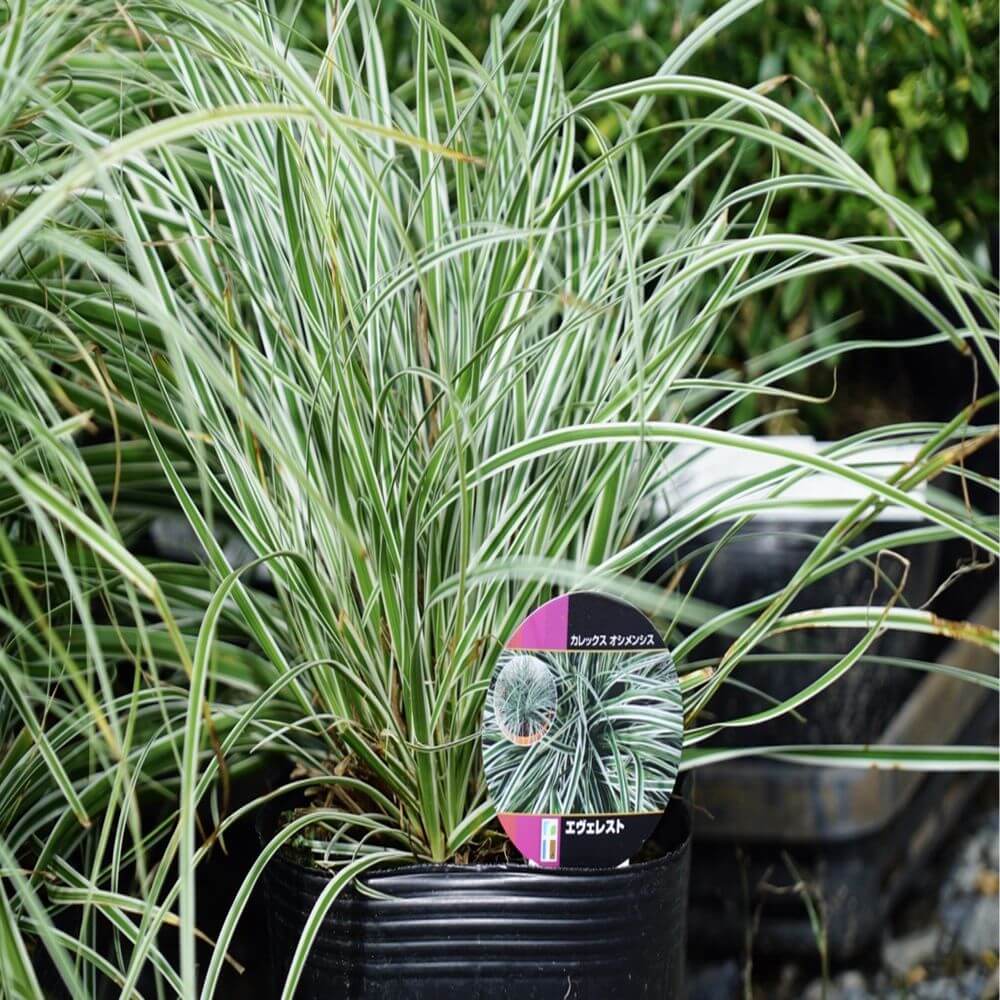 カレックス エベレスト 1