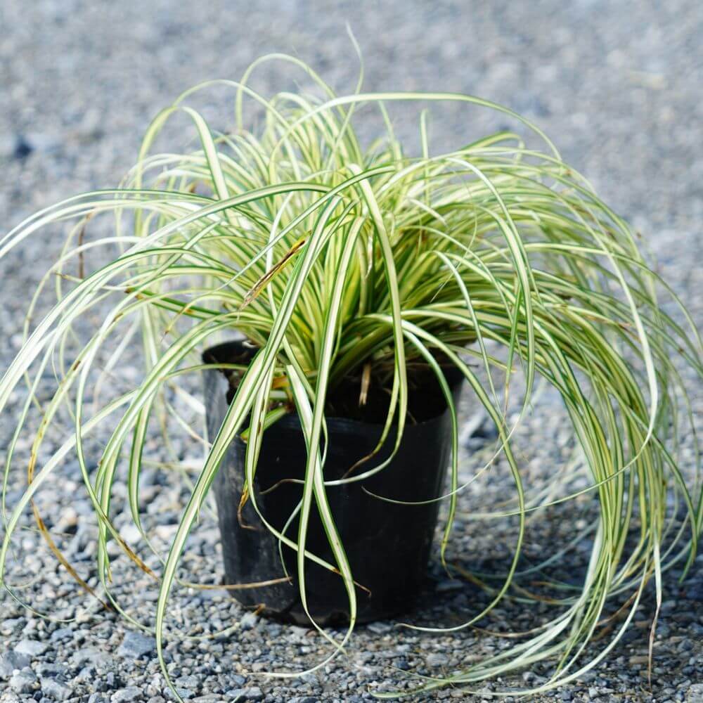 カレックス エバーゴールド 1