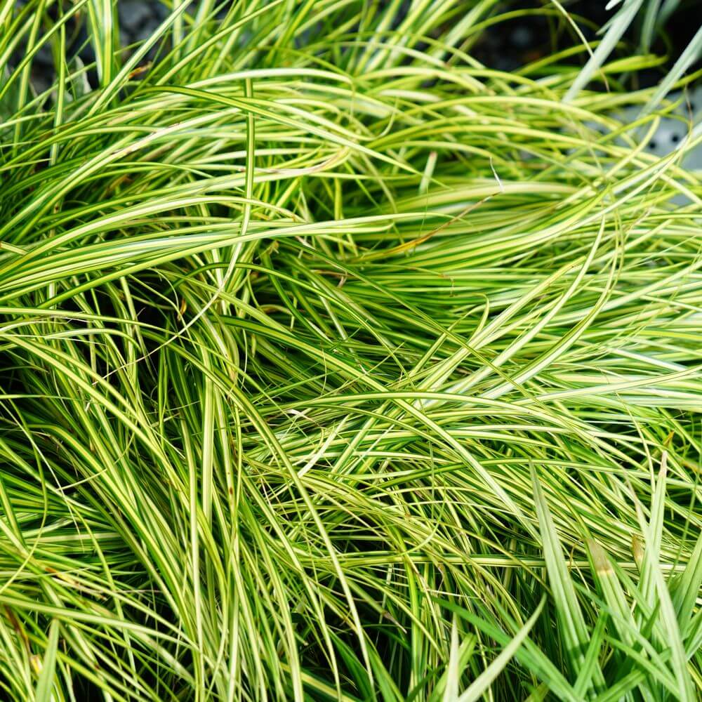 カレックス　エバーシーン  