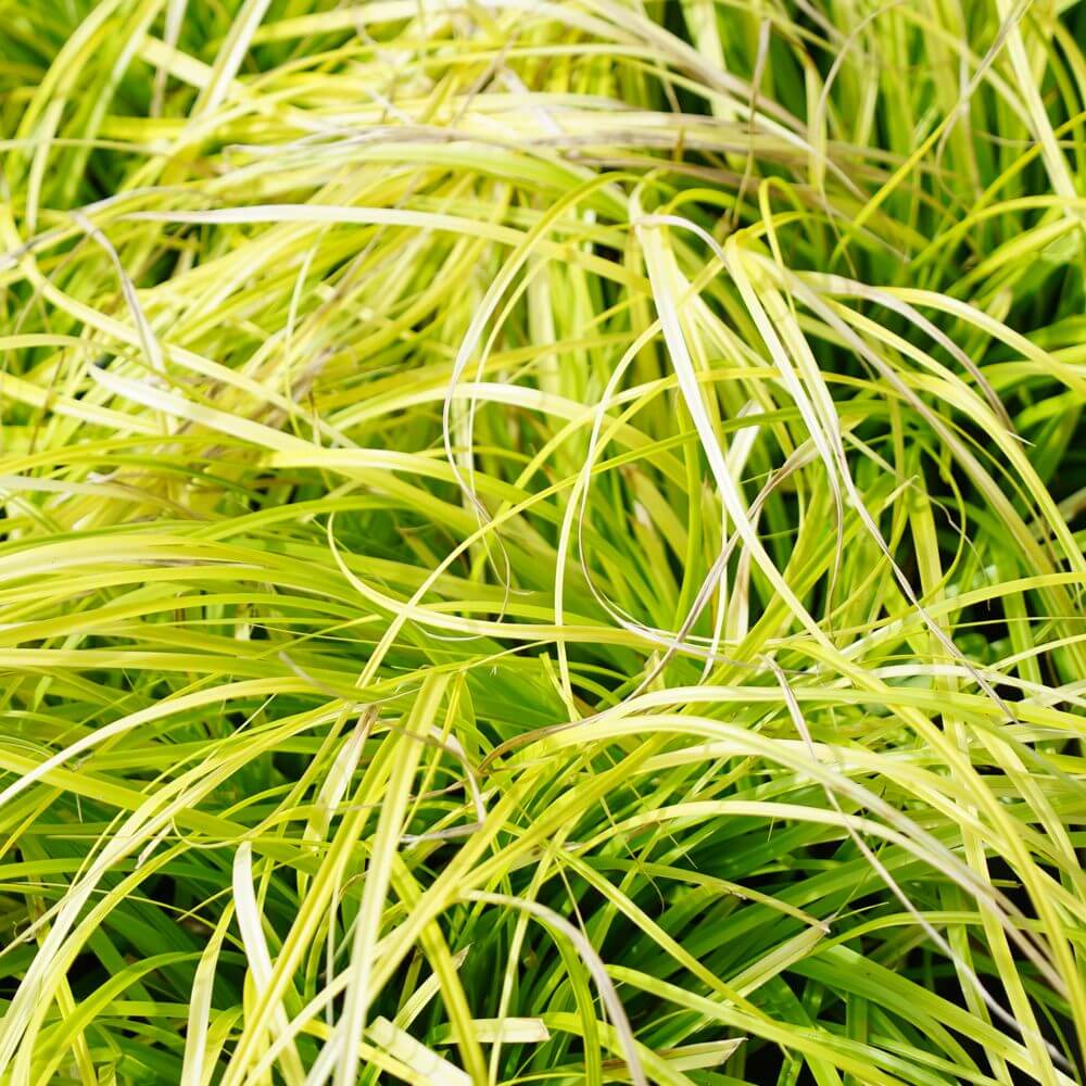 カレックス エヴァリロ 