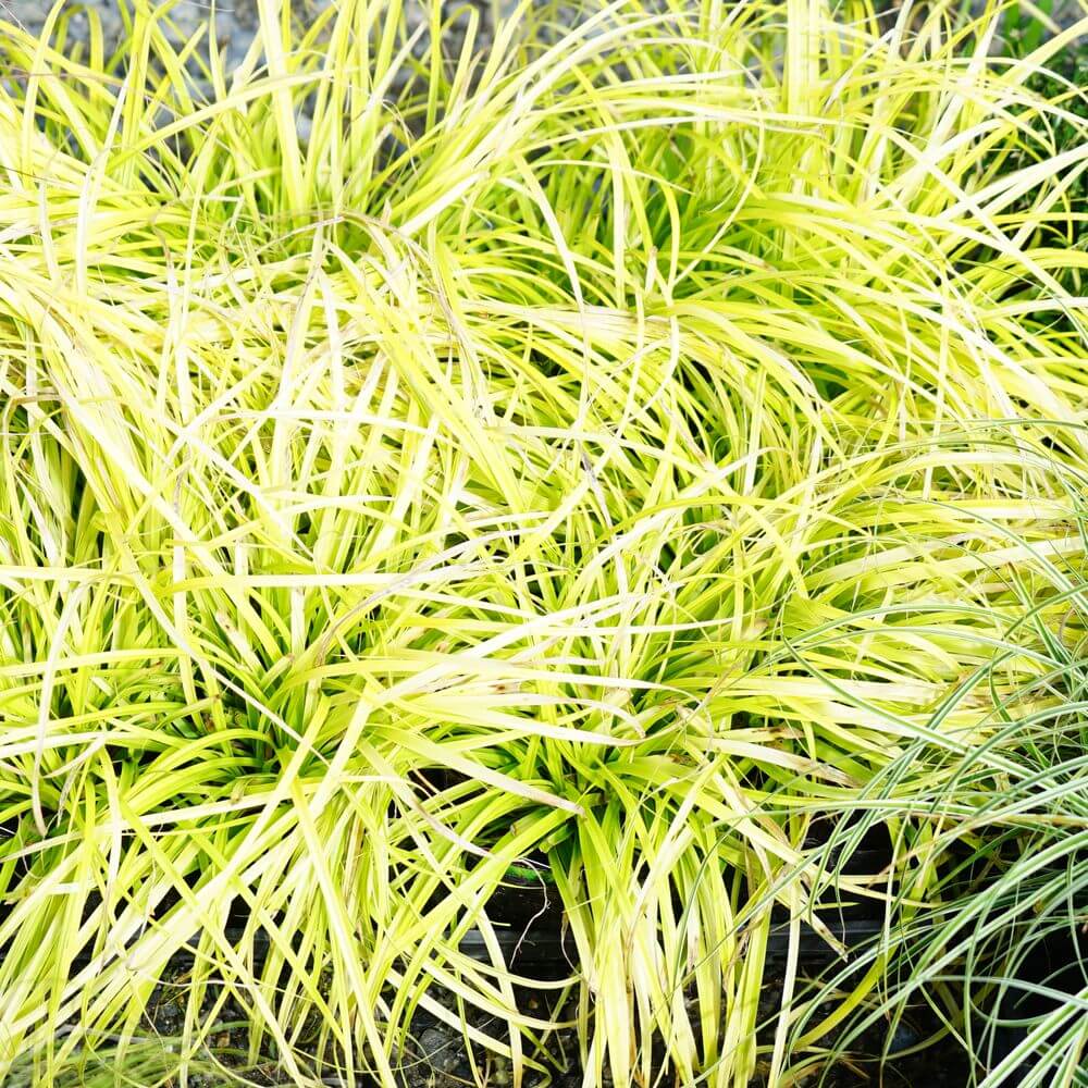 カレックス エヴァリロ 1