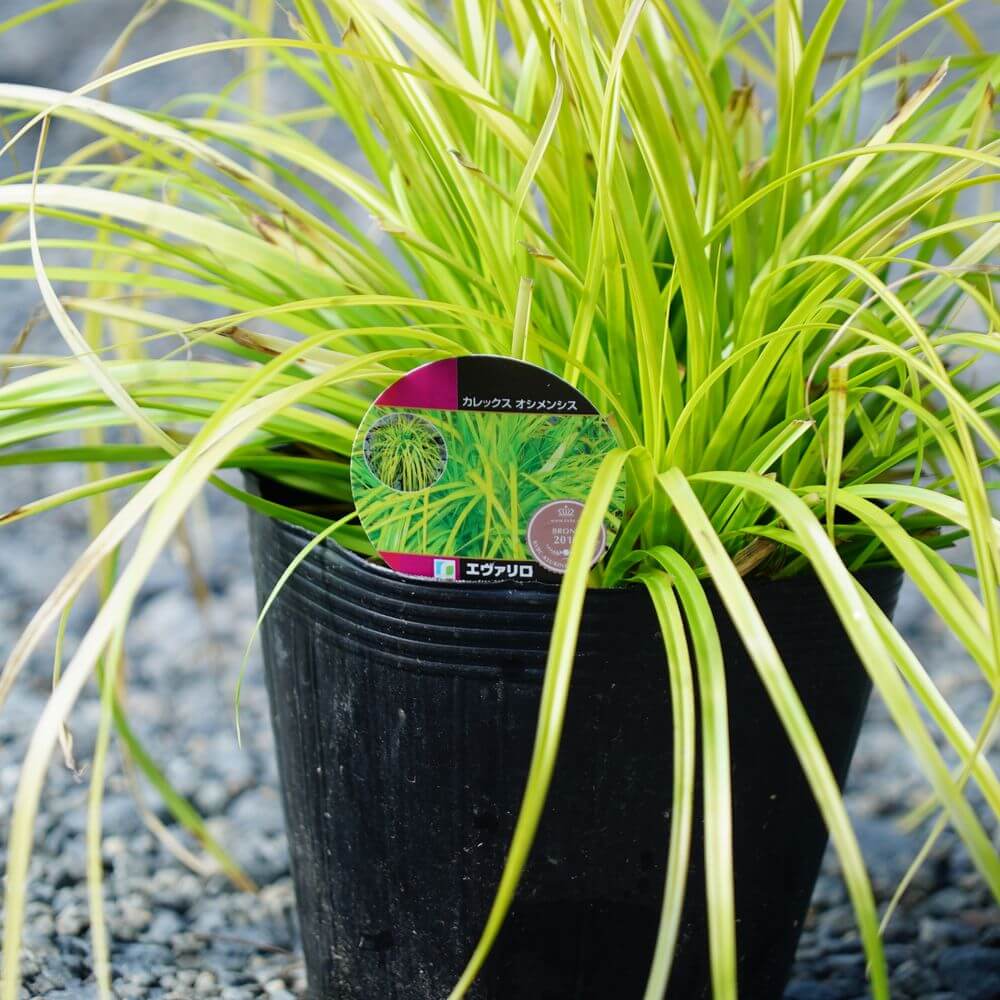 カレックス エヴァリロ 2